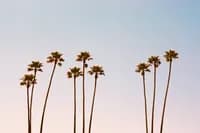 americana_lane_30