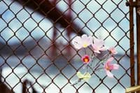 americana_lane_47