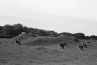 countryside_daydream_61