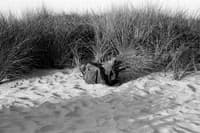 beach_melancholy_08